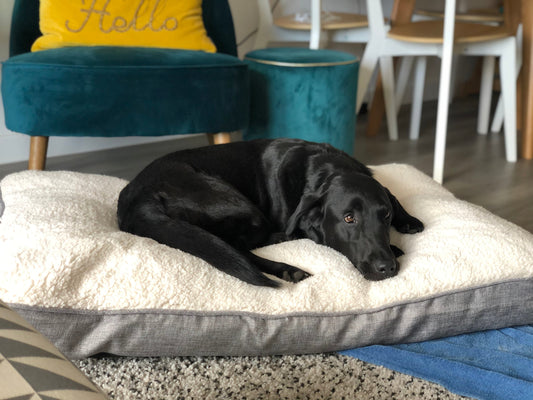 How Do I Help My Dog Overcome Fear & Anxiety?