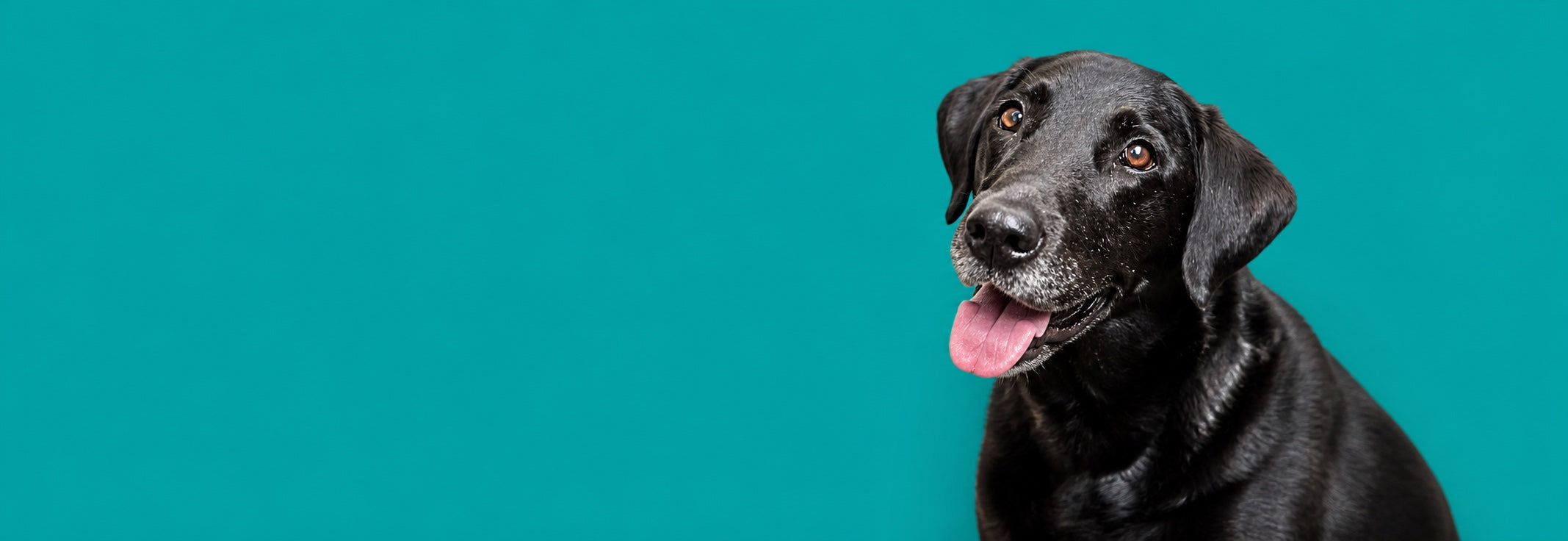 Poppy, a happy black Labrador, against a bright teal background