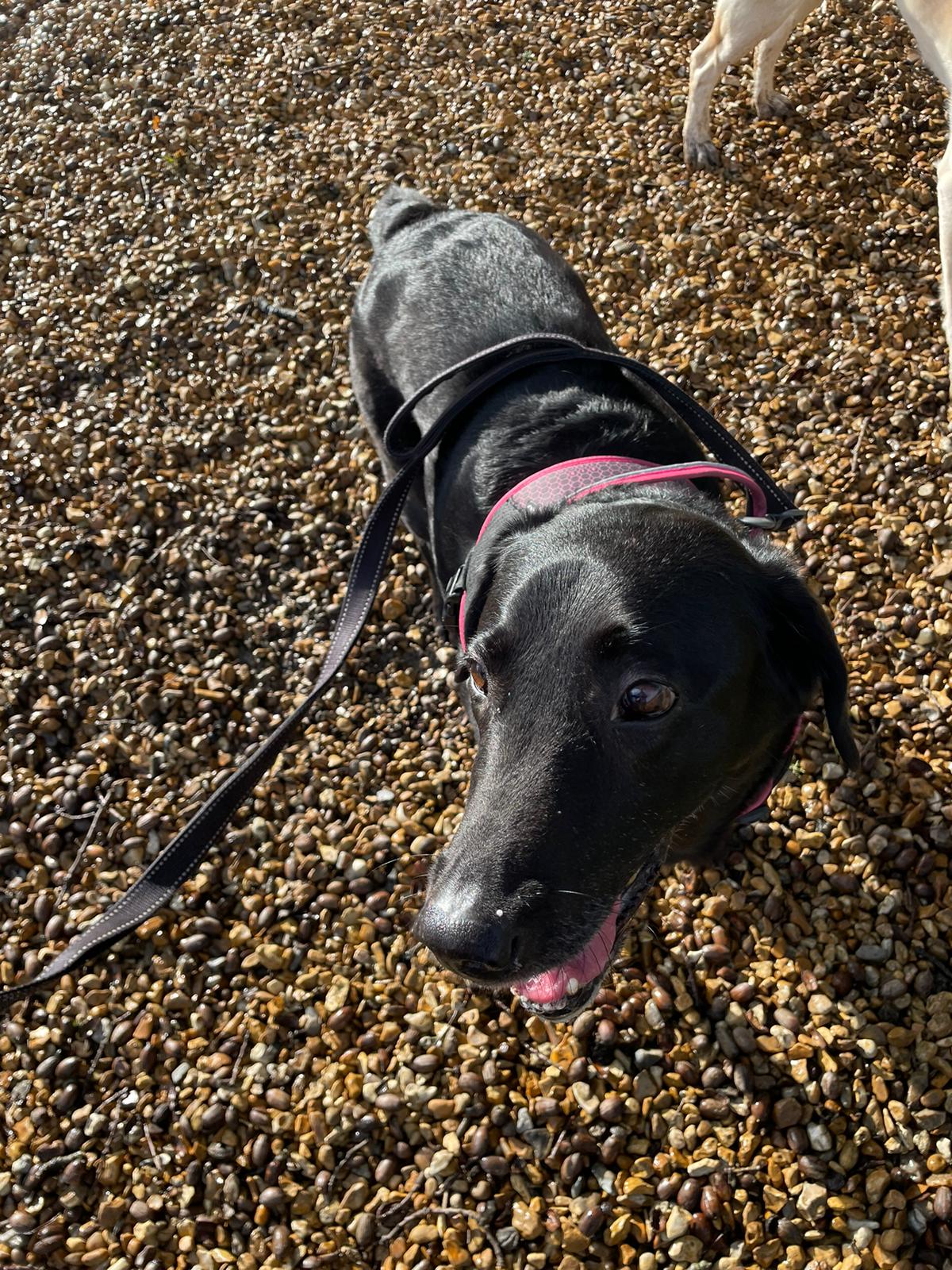 Poppy on a pebbled beach