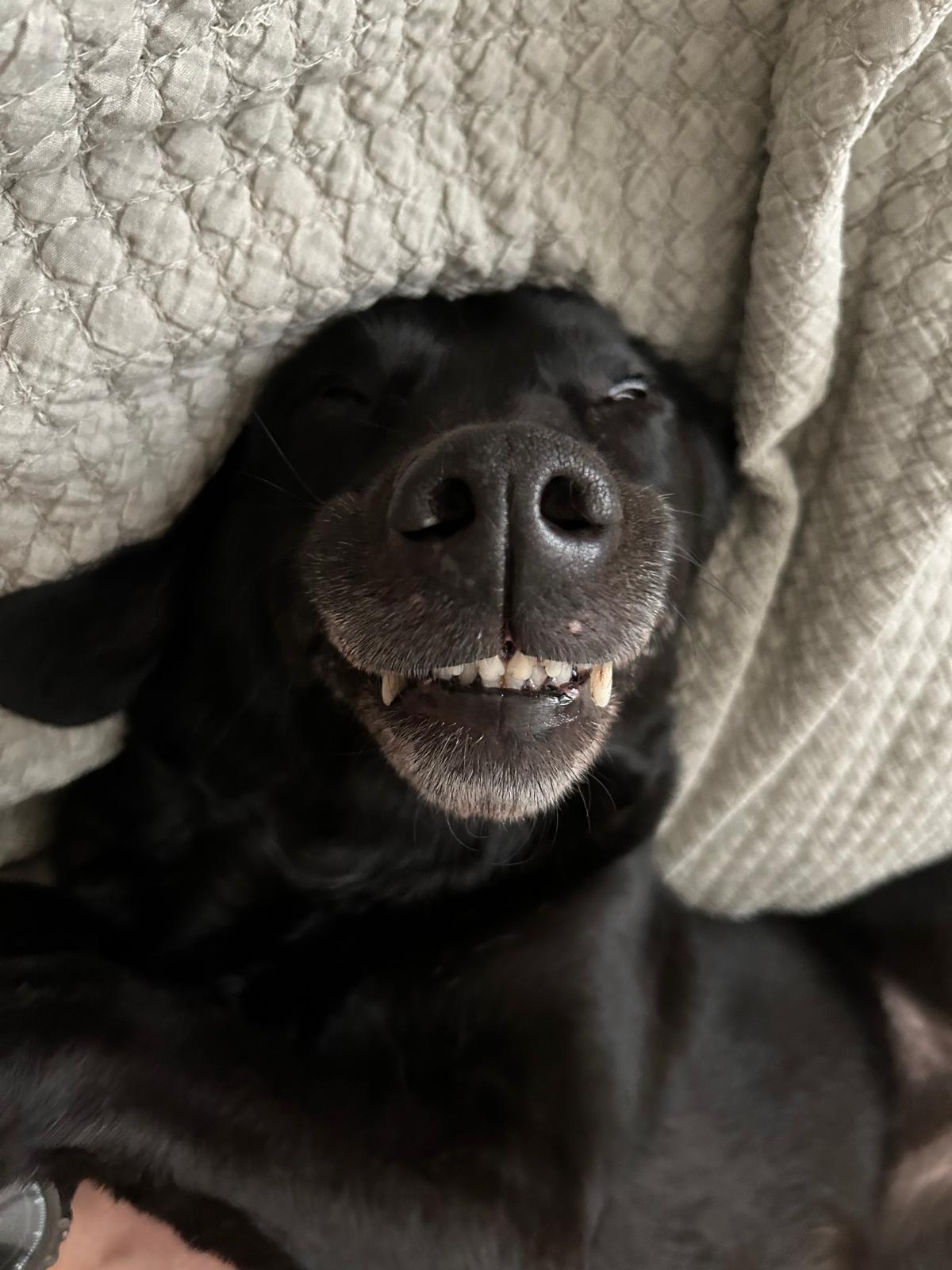 Poppy tucked happily under a blanket