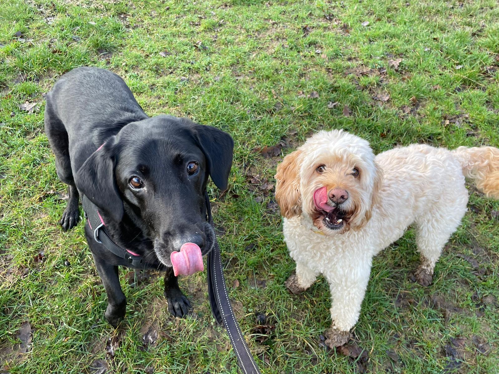 Poppy and a dog friend in the park