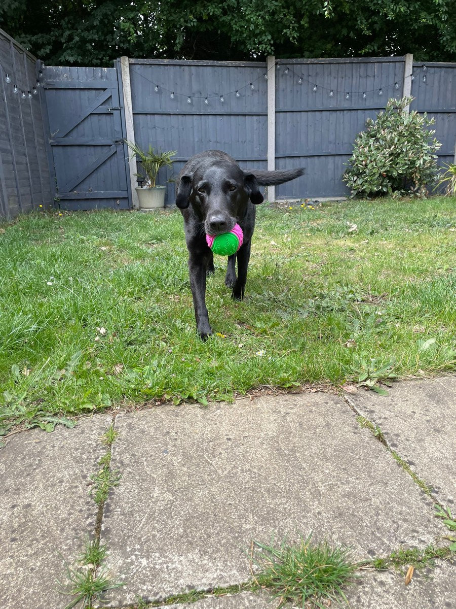 Poppy outside with her ball