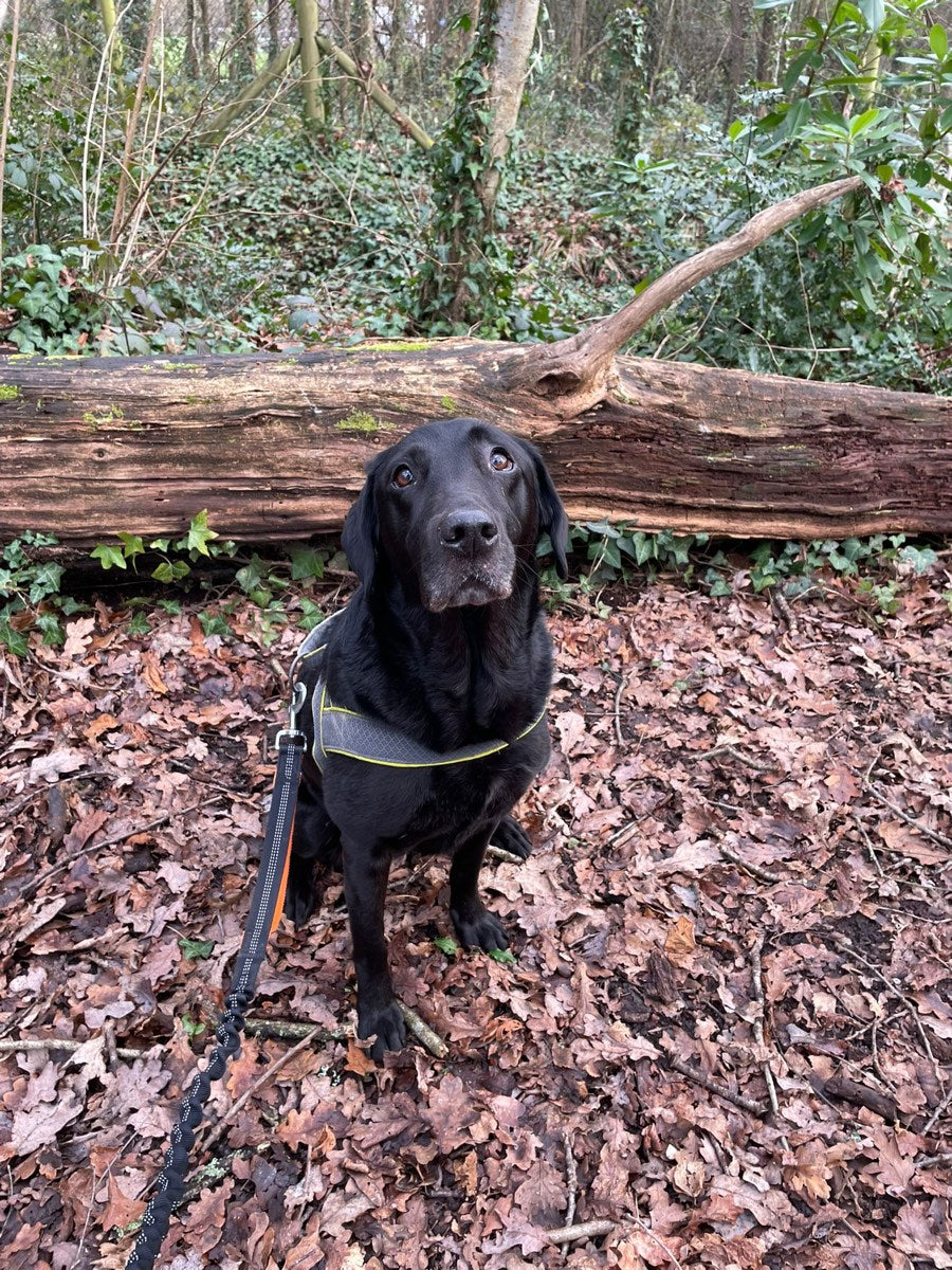 Poppy outside after a muddy adventure