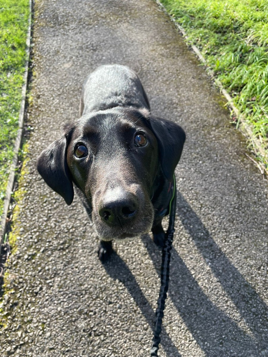 Poppy out on a walk