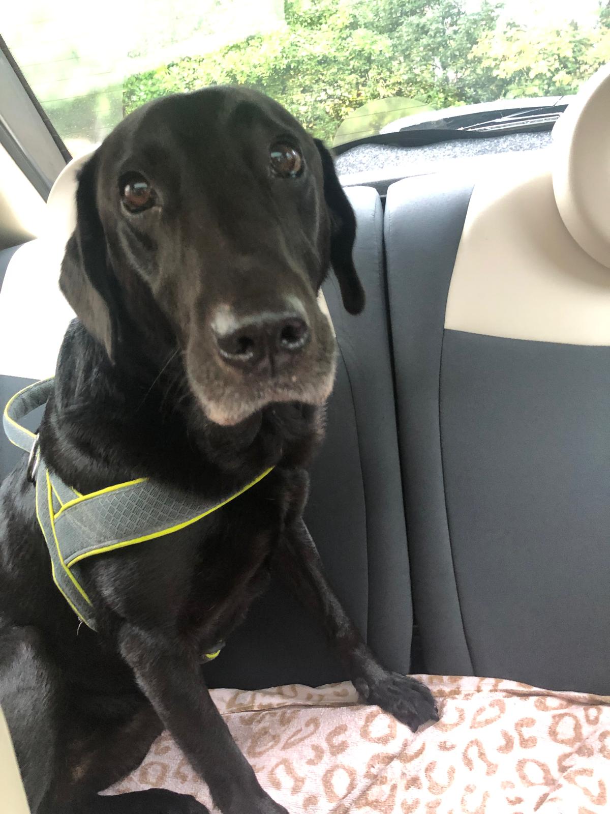 Poppy enjoying a car ride