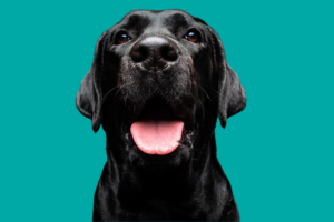 Best Dog Food for Labrador Retrievers UK 2026: Complete Guide – My Mutt ...